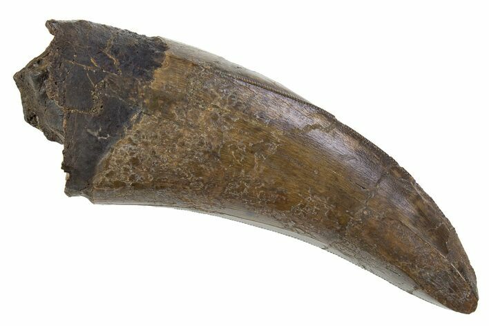 Beastly Serrated Tyrannosaurus (T-Rex) Tooth - Montana #297611